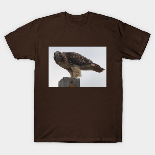 Red-Tailed Hawk T-Shirt by Judy Geller